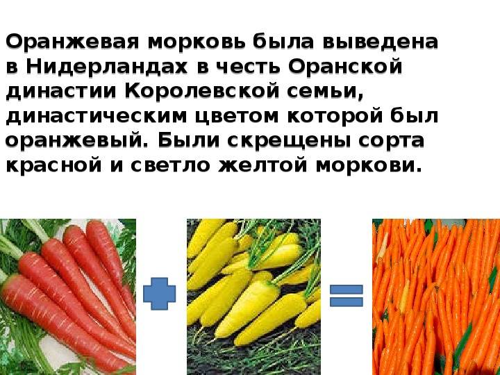 Цветная морковь: какая бывает и ее характеристики