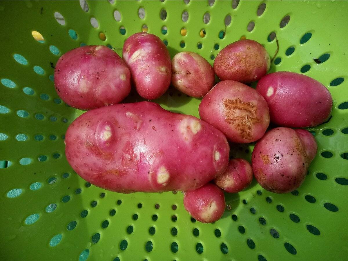 Лучшие сорта картофеля на 2023 год: самые вкусные и урожайные