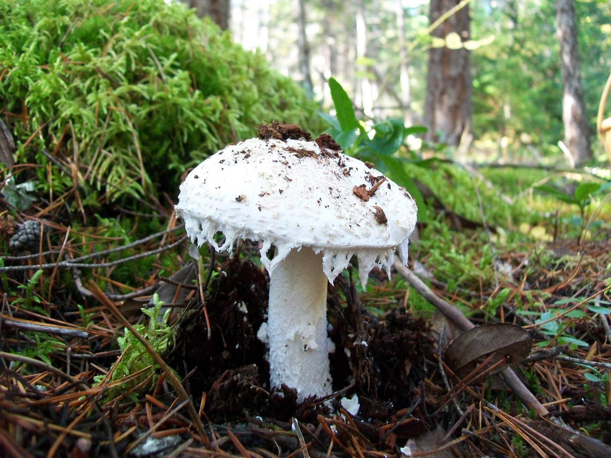 Мухомор белый (Amanita Verna)