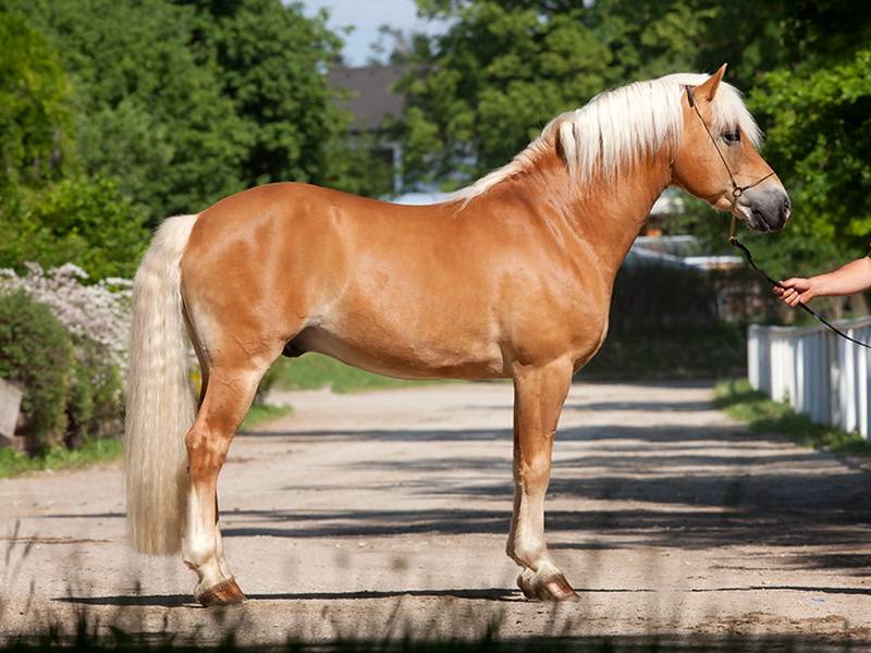 Каурая лошадь: каурая лошадь саврасой масти, особенности окраса каурого коня, рекомендации по содержанию