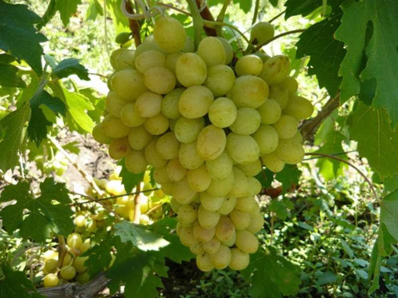 Благовест – гибридная форма винограда