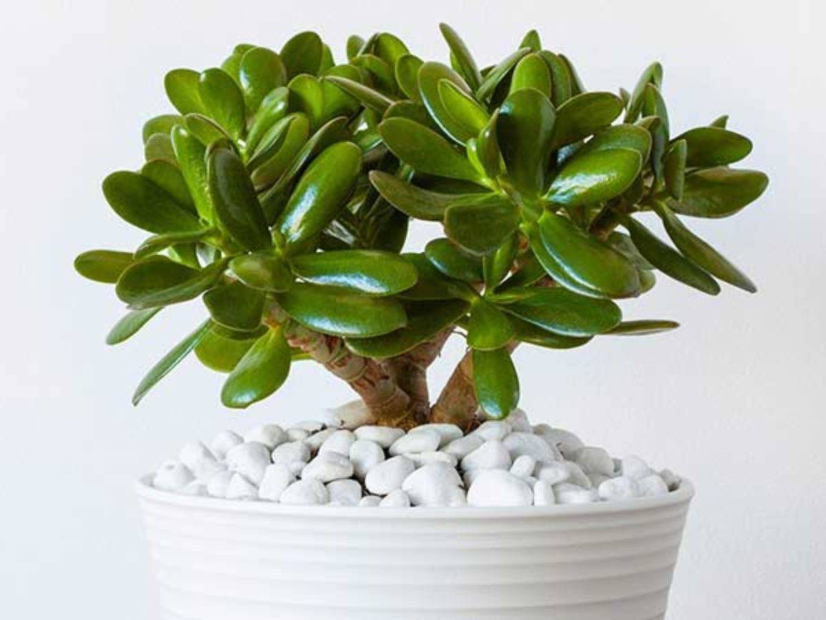 Толстянка (Crassula)