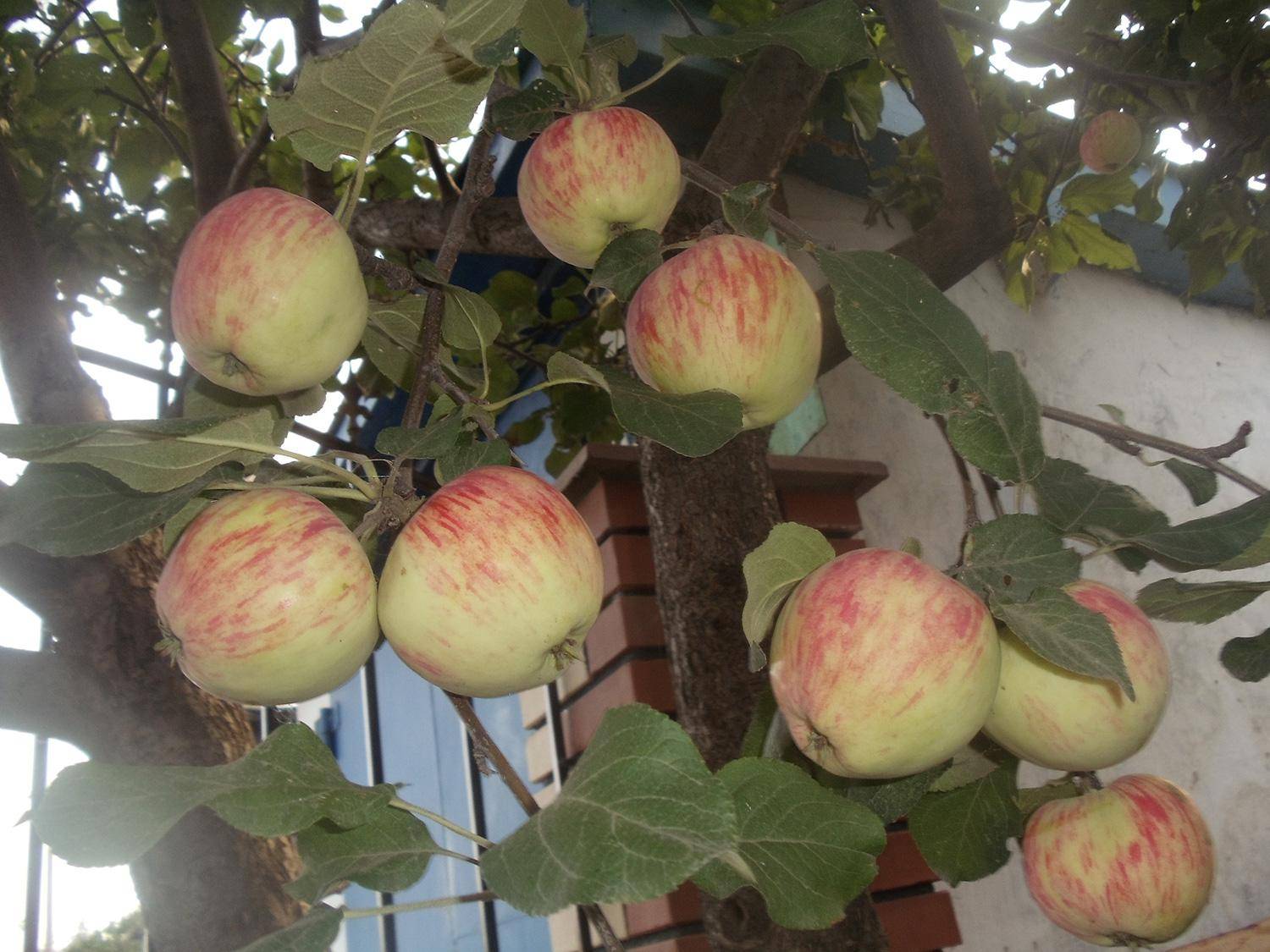 Сорт яблок башкирская красавица фото