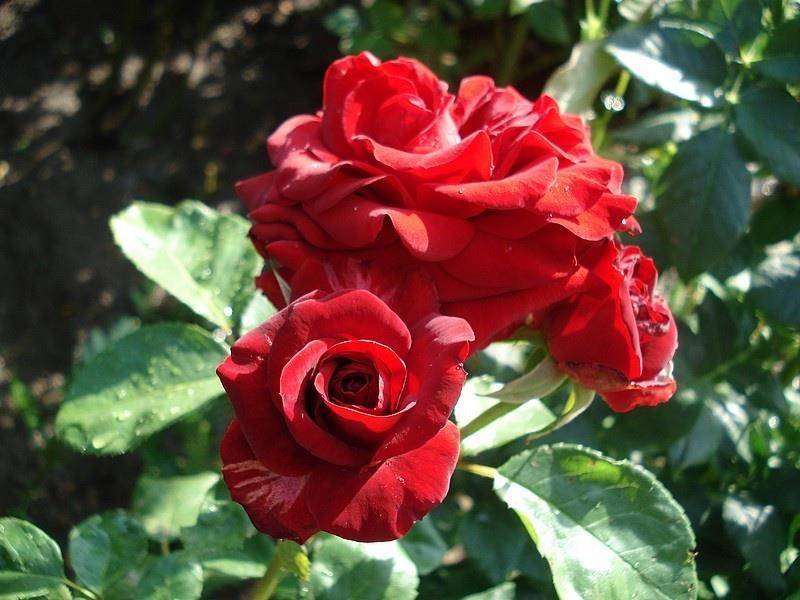 Роза флорибунда никколо паганини - цветочный мир