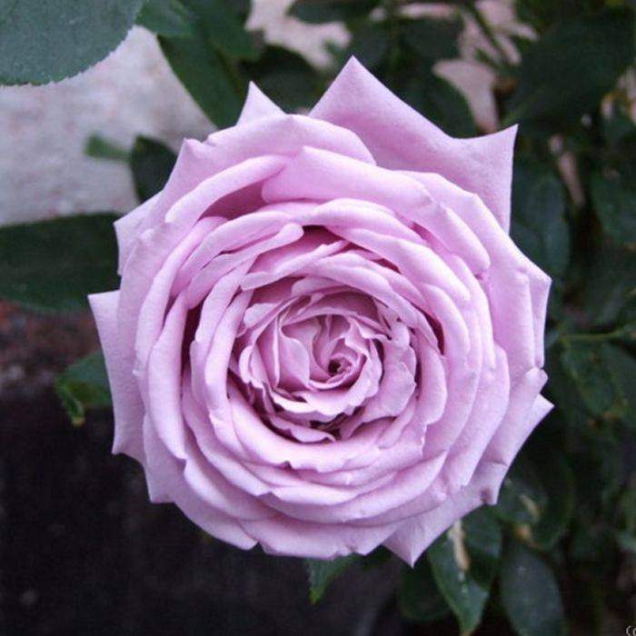 Роза блю нил - nil bleu (delbard 1976) чайно-гибридная
