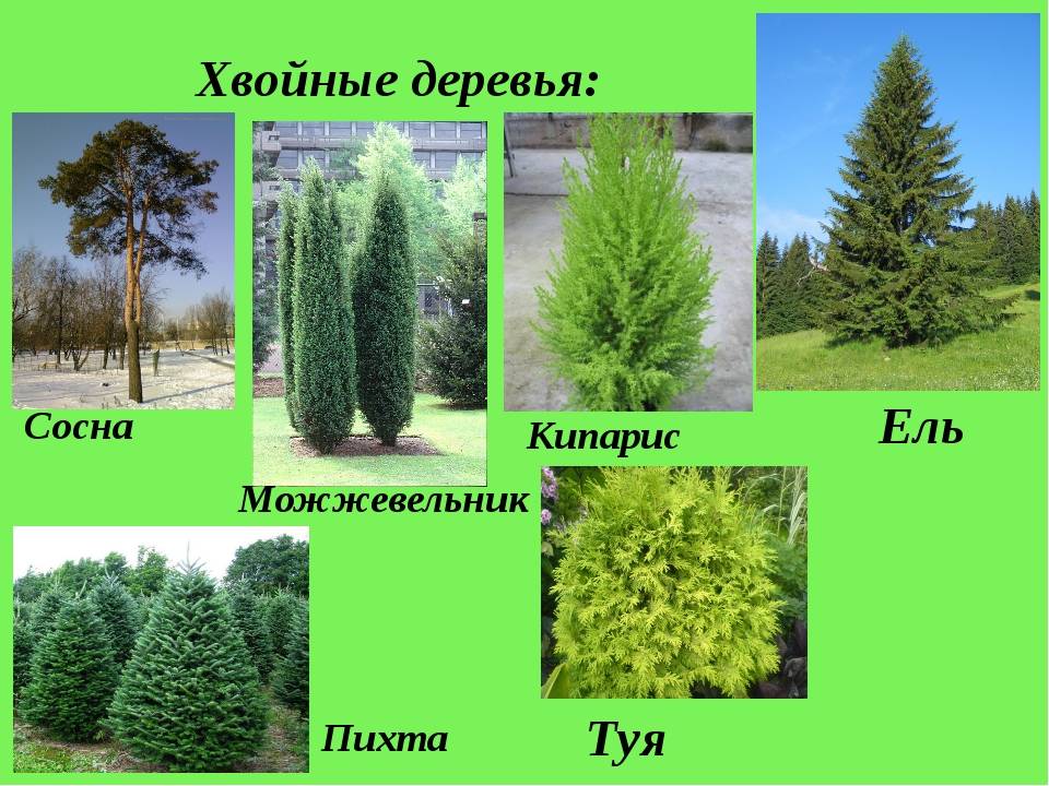 Хвойные деревья и кустарники: фото с названиями