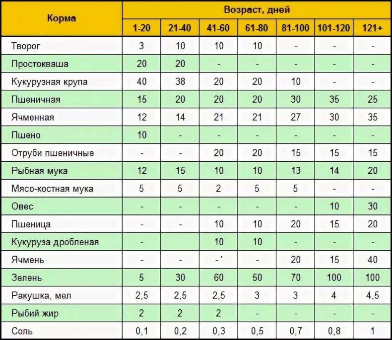 Индюшата– кормление и уход на домашнем подворье