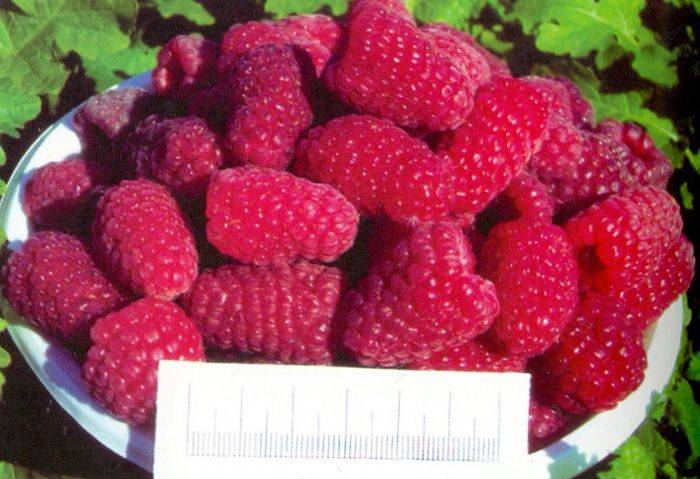 Описание и характеристики малины сорта рубиновое ожерелье, посадка и уход