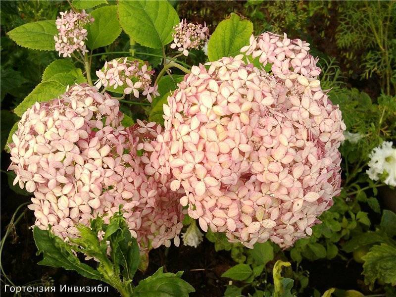 Гортензия pink rose (метельчатая пинк энд роуз): описание и фото