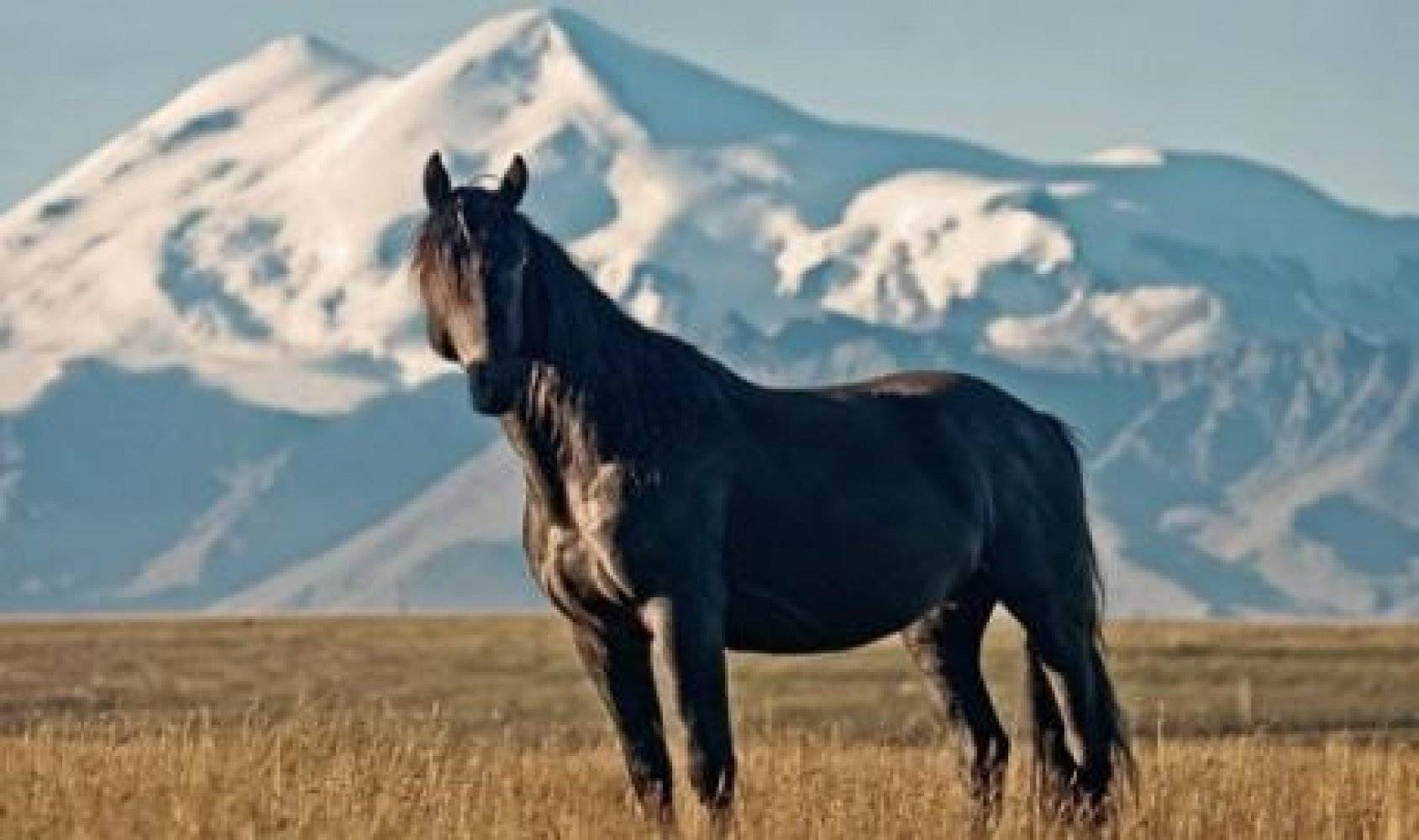 Карачаевская порода лошадей: экстерьер, история породы