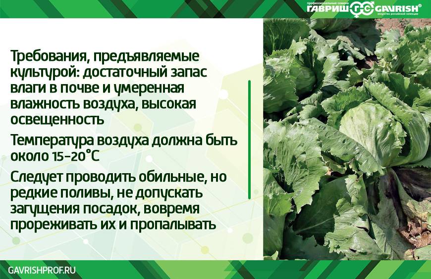 Как вырасти салат айсберг на огороде