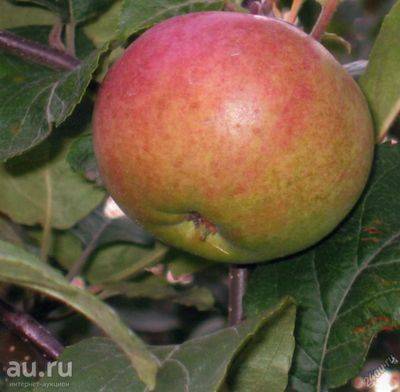 Яблоня «краса свердловска» - отзывы и фото