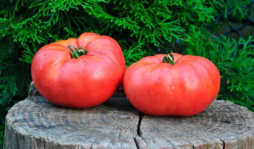 Биф-помидоры: характеристика, лучшие сорта