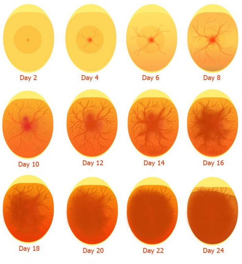 Вид яйца на просвет на разных стадиях инкубации фото