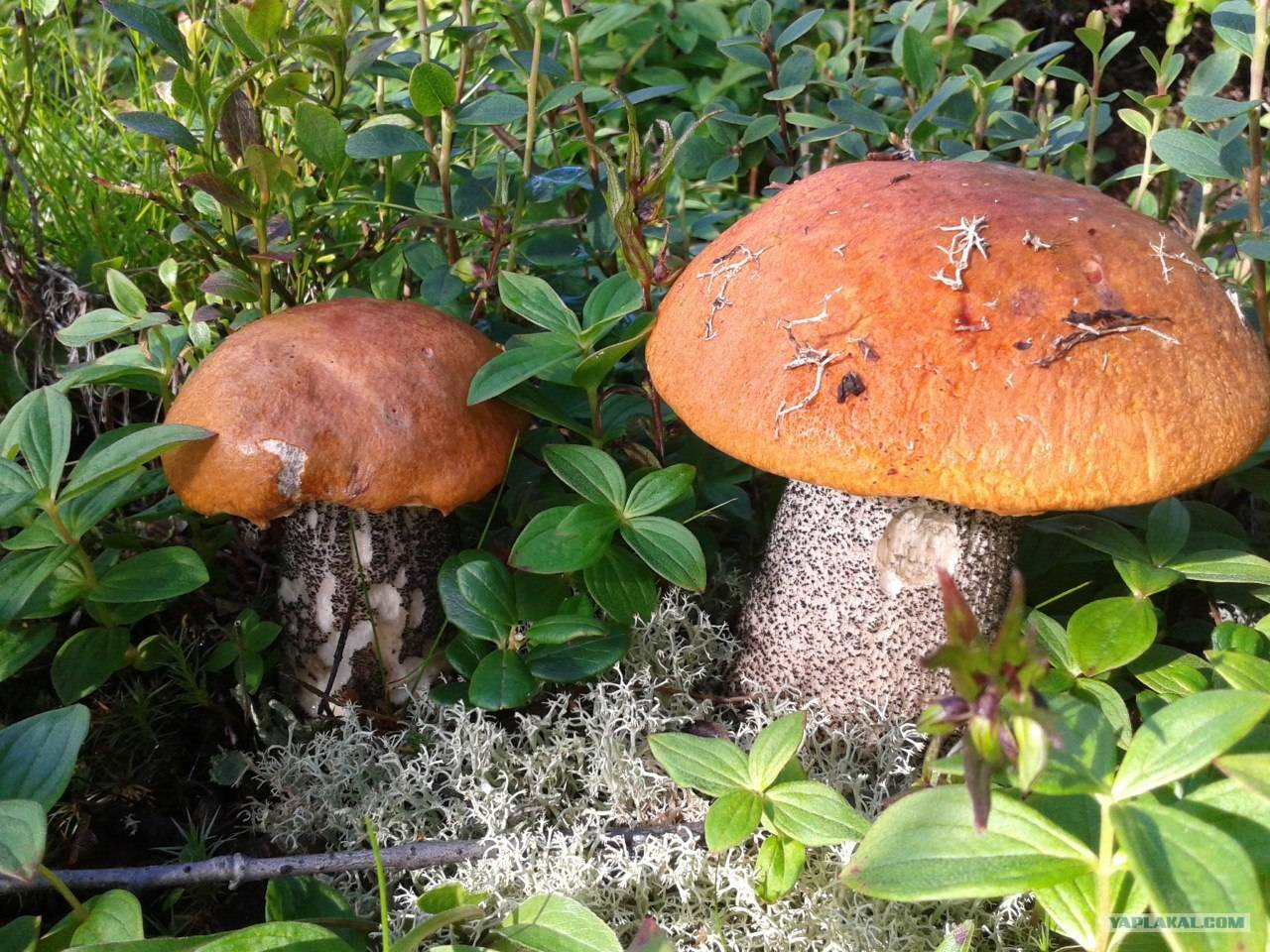 Популярные грибы в костроме - proufu.com