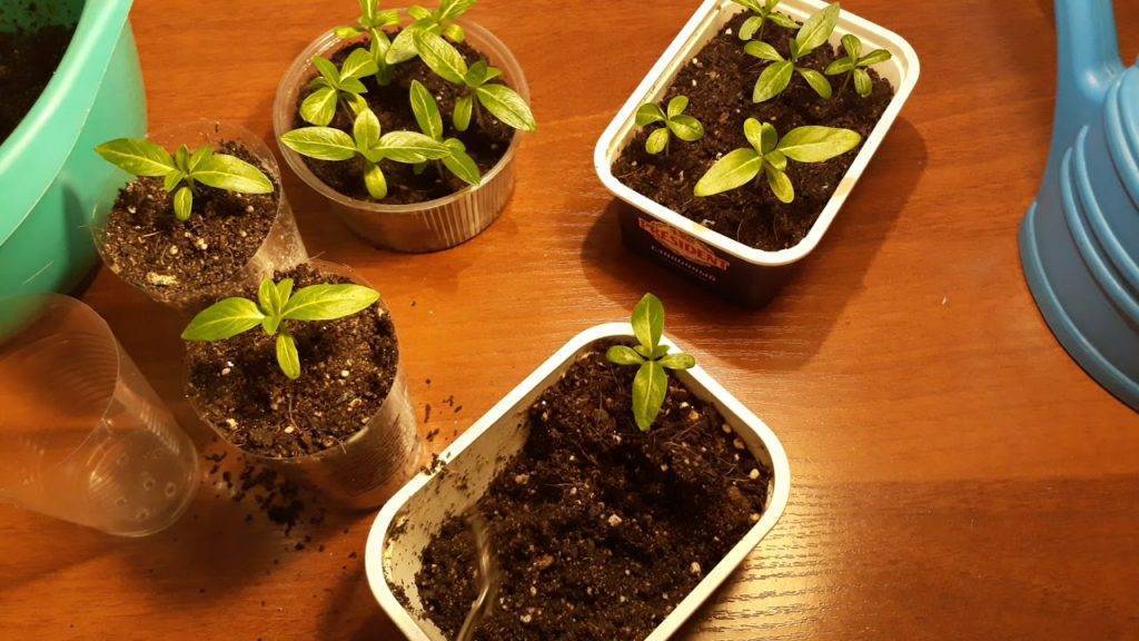 Катарантус из семян в домашних условиях: рекомендации при выборе посевного материала чтобы вырастить цветок, когда и как сеять рассаду, фотодача эксперт