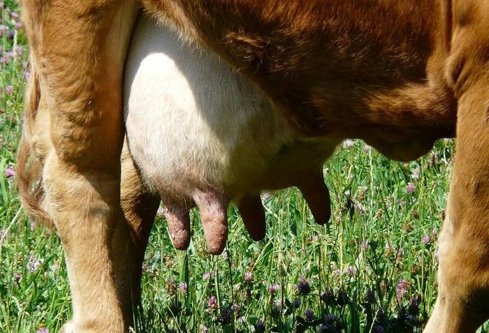 Как избавиться от бородавок на вымени у коровы?