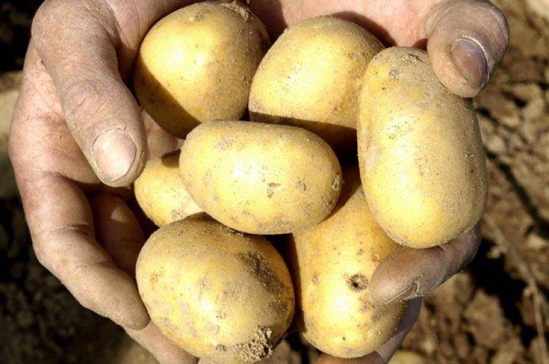 Сорта картофеля: их выбор и описание самых популярных сортов