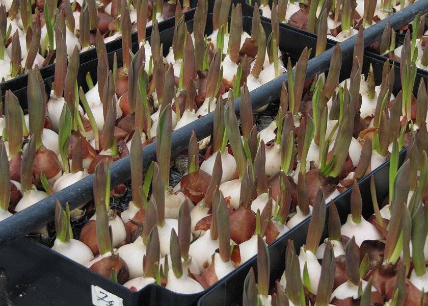 Выгонка тюльпанов - сроки посадки и технология выращивания