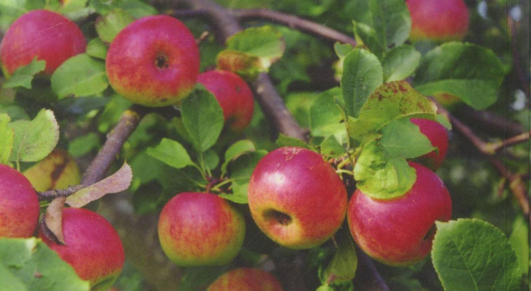 Описание сорта яблони башкирская красавица: фото яблок, важные характеристики, урожайность с дерева