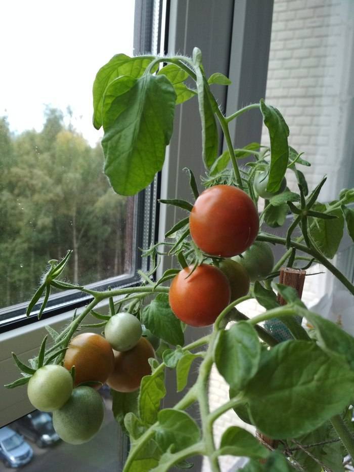 Как вырастить помидоры на подоконнике в квартире зимой или летом