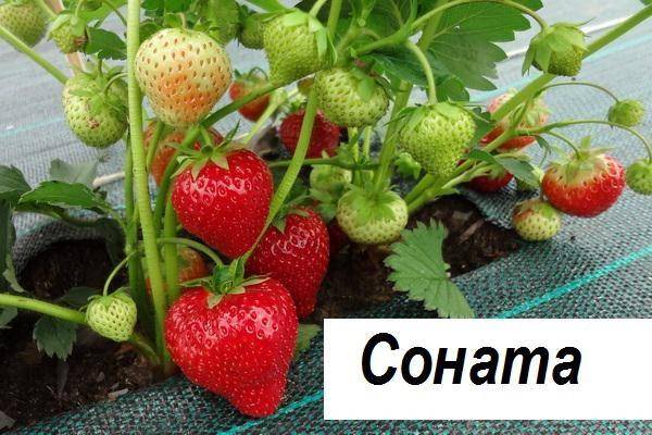 Клубника соната: описание сорта садовой земляники, отзывы про викторию