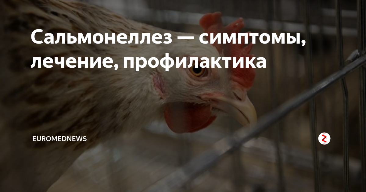 Сальмонеллёз у кур: симптомы, диагностика, лечение, профилактика, вакцинация