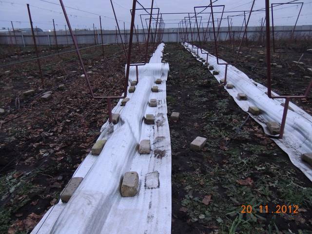 Как правильно укрыть виноград на зиму: мероприятия и способы укрытия в средней полосе, сибири, урале | (фото & видео)