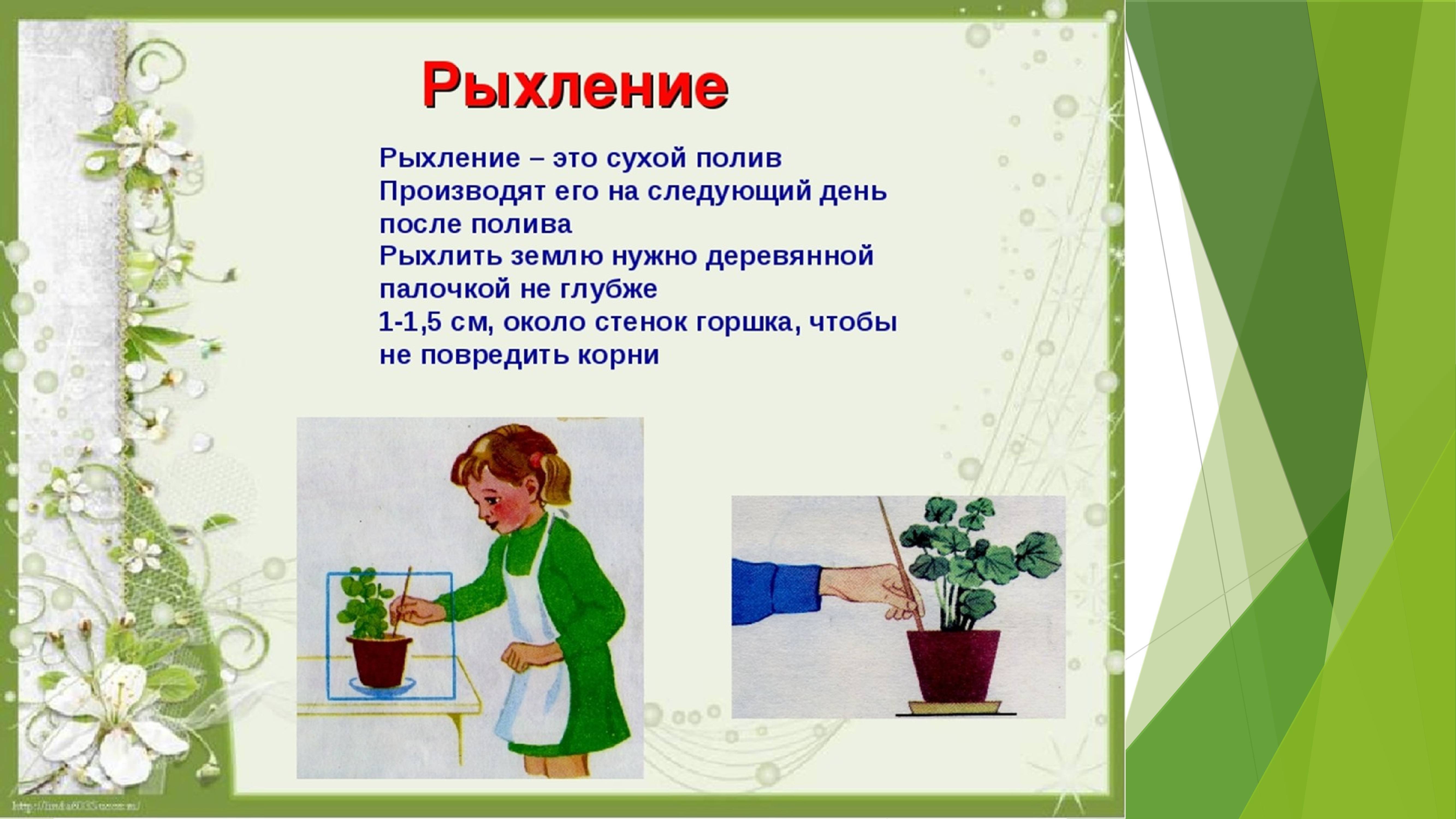 Правильный уход за комнатными цветами и растениями