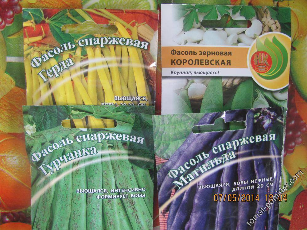 Фасоль: сорта с описанием и фото