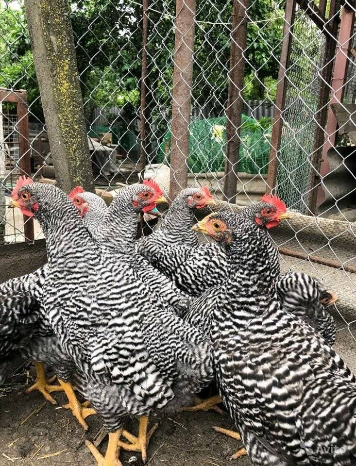 Описание породы кур амрок (амрокс)