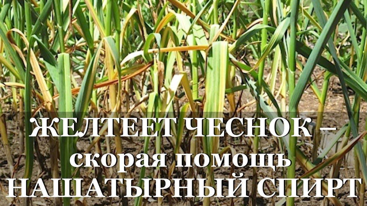 Подкормка лука нашатырным спиртом