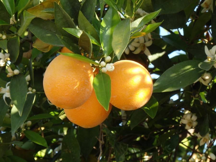 Выращивание апельсинового дерева в домашних условиях