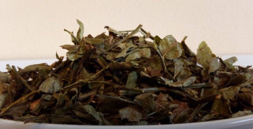 Листья черники: лечебные свойства и противопоказания и так чем полезны веточки, как и когда собирать и польза отвара, чая и настойки
