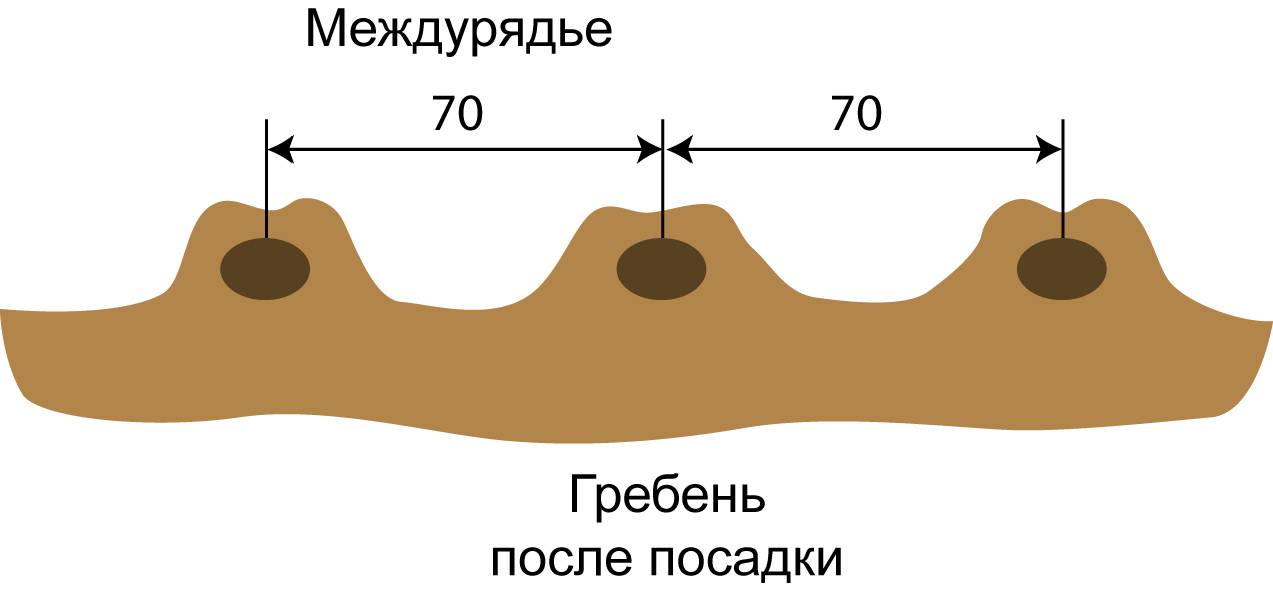 Посадка картофеля в грядки схема