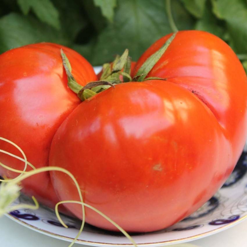 Описание сорта томата “бифштекс”, отзывы, фото