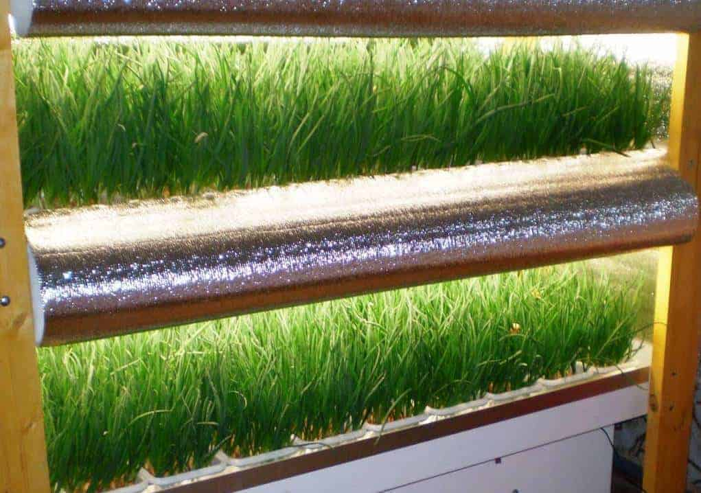 Гидропоника в домашних условиях — зелень. методики для выращивания зелени на гидропонике в домашних условиях: как избежать неудачи