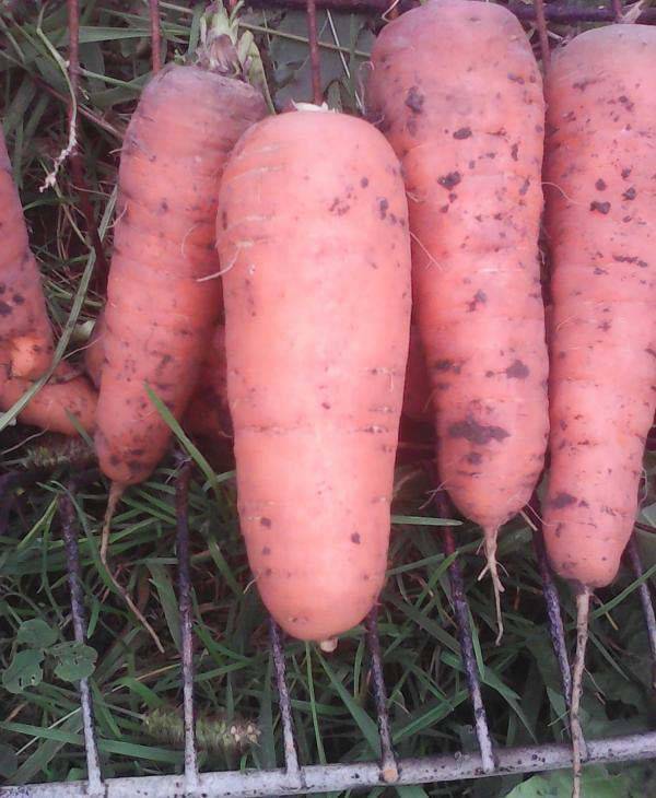 Лучшие сорта моркови для средней полосы. Морковь шанс, 2г. Семена моркови sem форто.