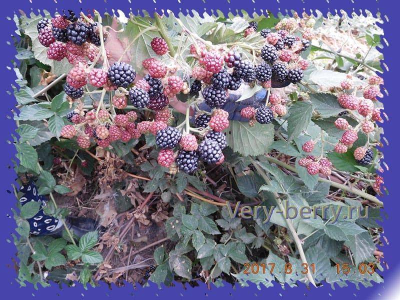 Ежевика рубен: описание сорта с характеристикой и отзывами, особенности посадки и выращивания и ухода, фото