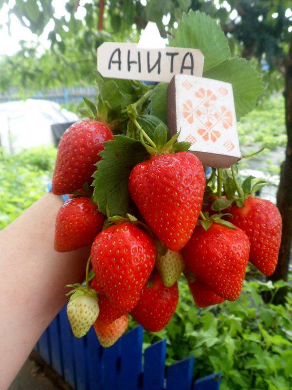 Сорта клубники берегиня с фотографиями и описанием