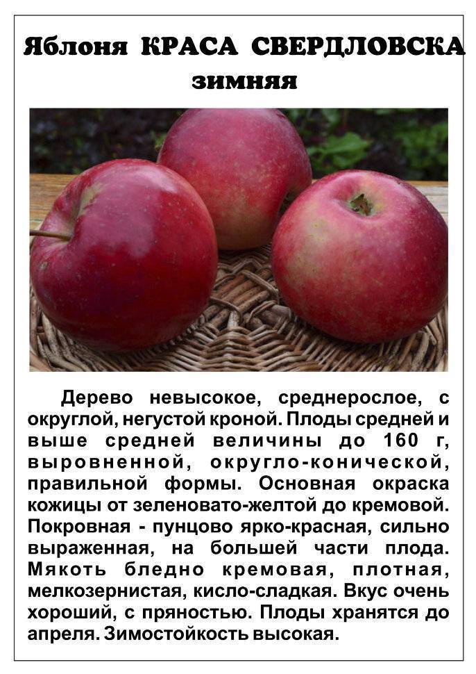 Сорта яблонь для среднего урала с фото и описанием
