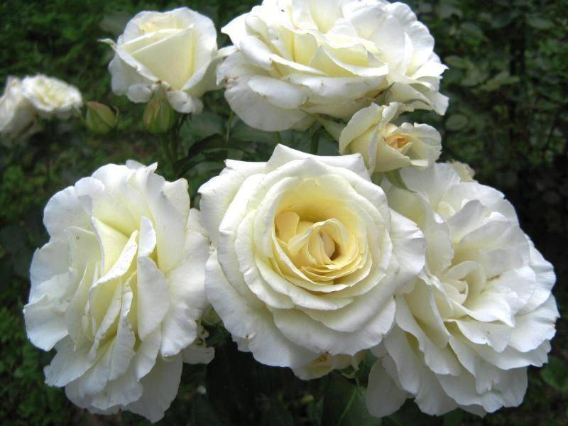 Плетистые розы: сорта, описание, фото, видео |