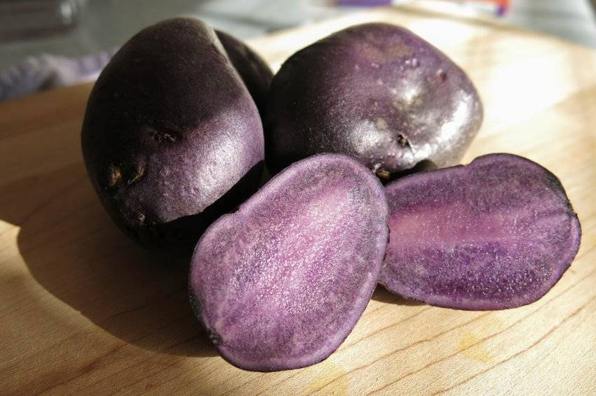 Картофель изюминка: характеристики сорта, урожайность, отзывы