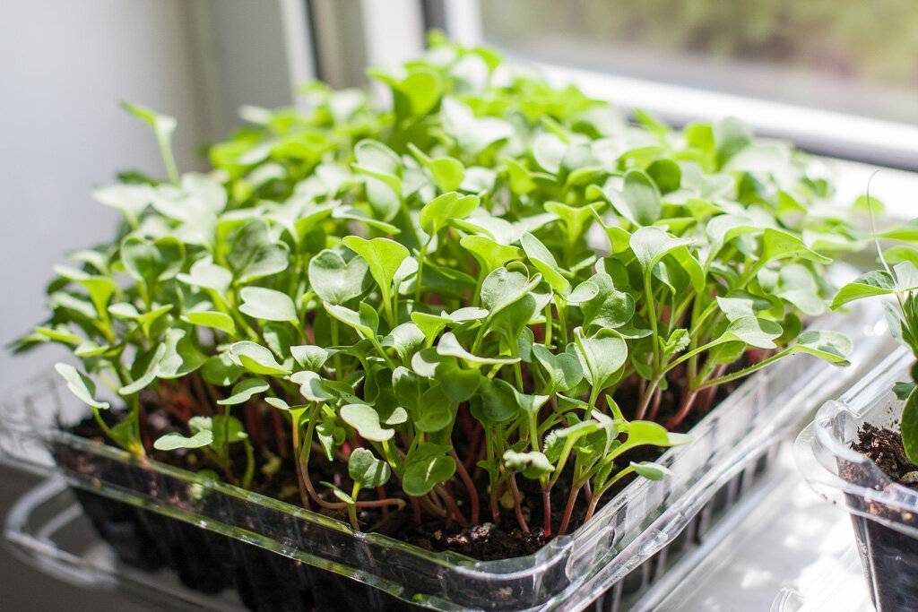 Как выращивать кресс-салат на подоконнике легко и быстро?