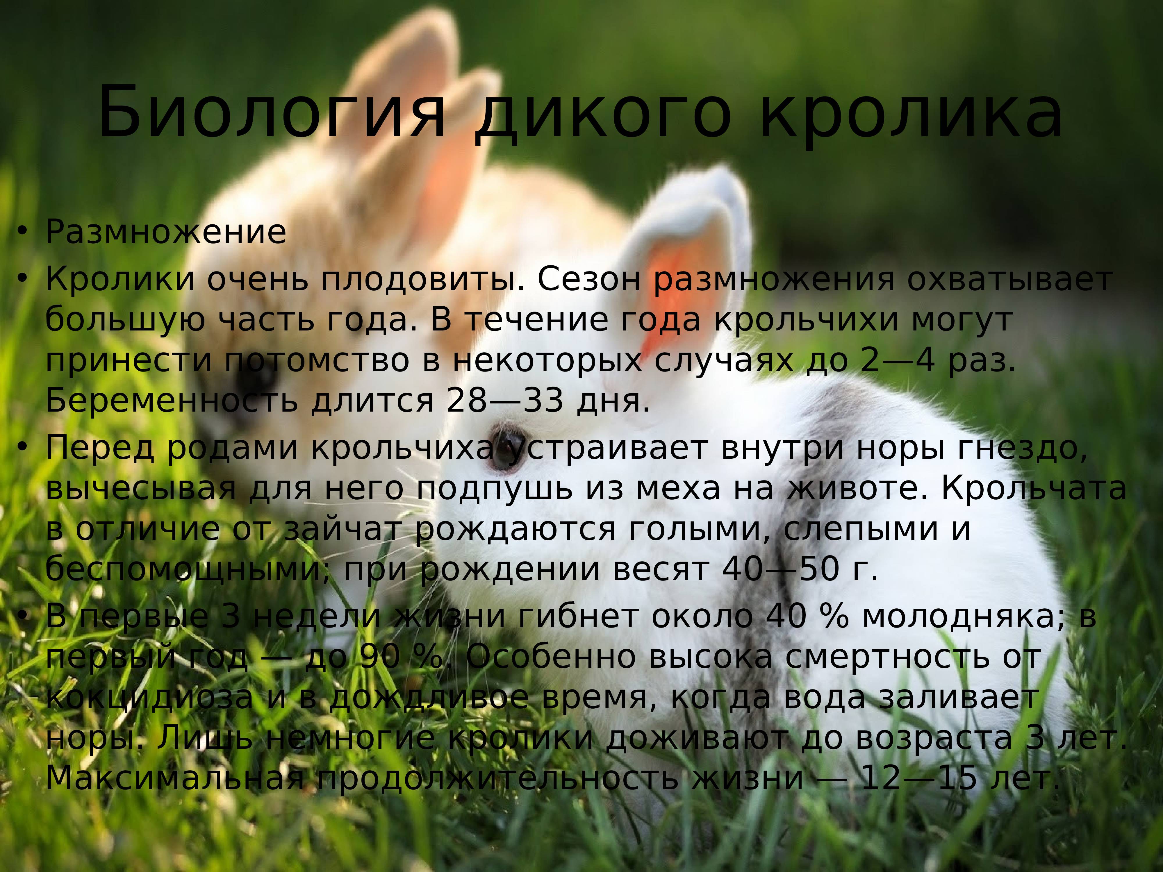Сообщение о кролике - описание животного, характеристика, виды
