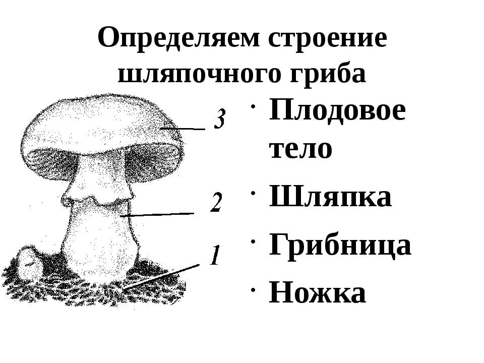 Рассмотрите рисунок подпишите названия частей гриба обозначенные цифрами