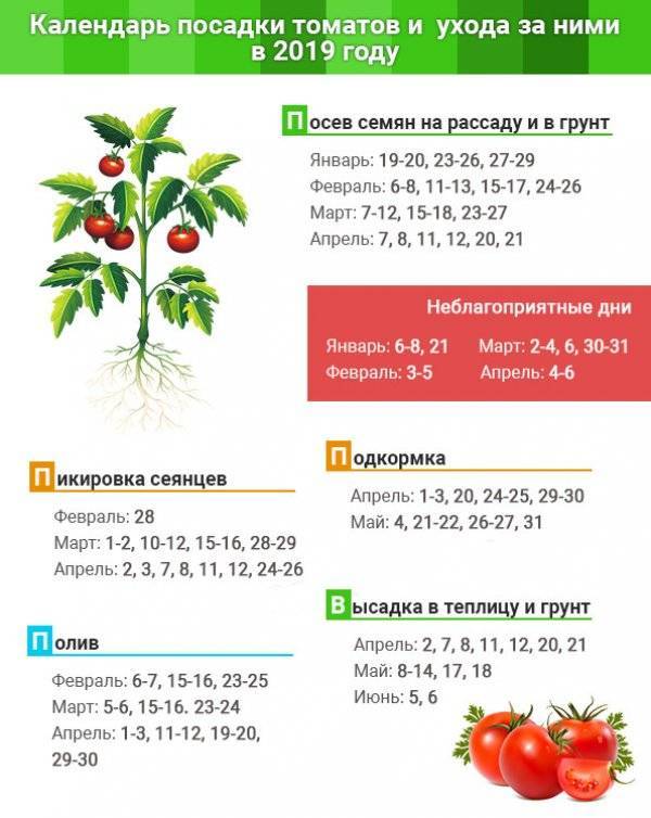 Как вырастить рассаду помидор, когда сажать
