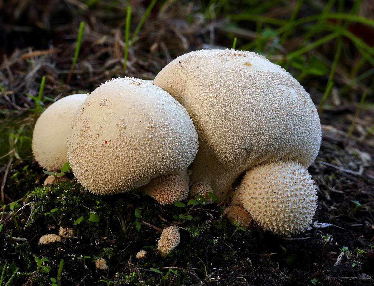 огромные дождевики грибы фото