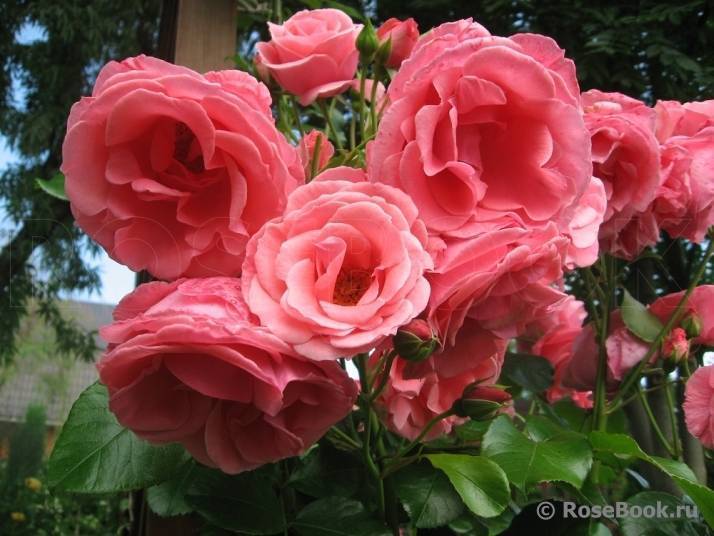 Роза лавиния: описание и характеристики сорта, правила посадки и ухода