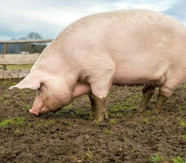 Крупная белая порода свиней фото